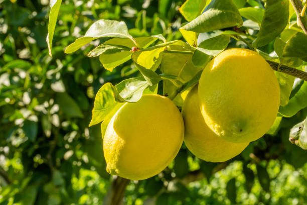 Group of lemons hanging on tree branch