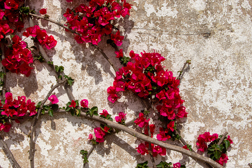 Red bougainvillea against a weathered white wall.