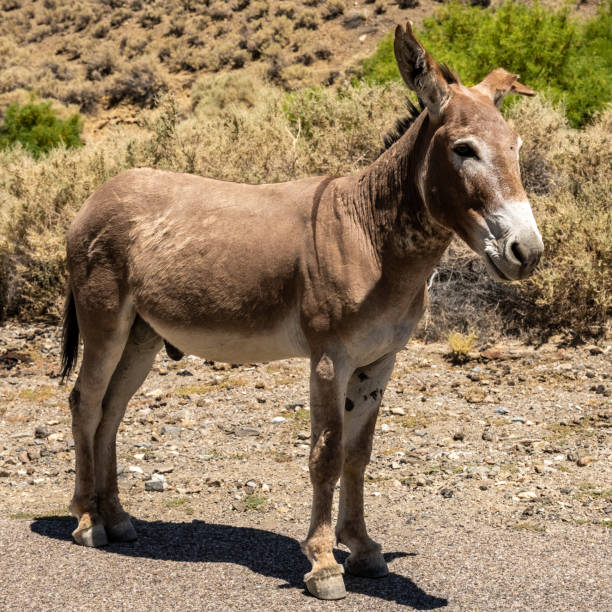 istock Profile of Wild Donkey In Death Valley 1453310911