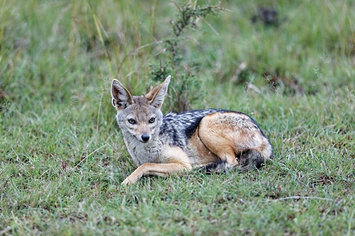 A closeup of a jackal resting on the grass in the Masai Mara, Kenya