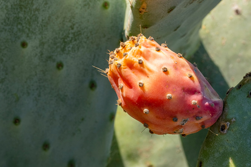Edible Cactus Succulent (Opuntia ficus-barbarica), also known as prickly pears, prickly fig and chervil. Group of ripe yellow fruits in nature on a sunny day. Natural foods on sky background with copy space