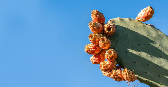 Edible Cactus Succulent (Opuntia ficus-barbarica), also known as prickly pears, prickly fig and chervil. Group of ripe yellow fruits in nature on a sunny day. Natural foods on blue sky background with copy space