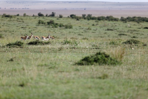A group of thompson gazelles on the green grass in the Masai Mara, Kenya