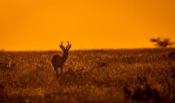 istock Silhouette of a springbok (Antidorcas marsupialis) in savanna at sunset, Namibia 1453312274