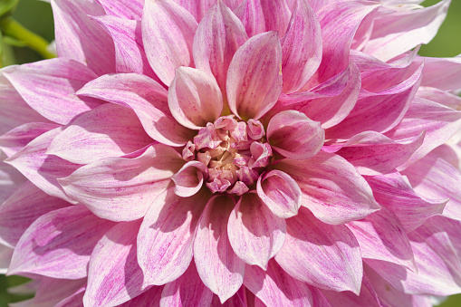 Cafe au lait royal dahlia flower in bloom close up, creamy pink decorative petals, full frame, ornamental plants concept