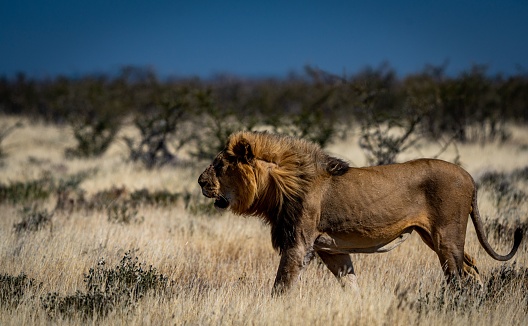 A closeup of a Masai lion or East African lion walking in a savanna in Namibia
