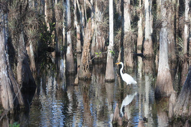 istock White Egret In Cypress Trees - Florida 1453314581