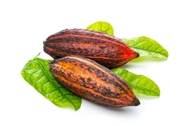 istock two ripe cocoa pods with cocoa leaves isolated on white background 1453314607