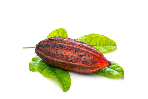 Close up view of an organic cocoa pod and green cocoa leaves isolated on white background. High resolution 42Mp studio digital capture taken with Sony A7rII and Sony FE 90mm f2.8 macro G OSS lens