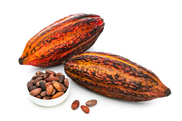 istock Two cocoa pods and beans isolated on white background 1453314614
