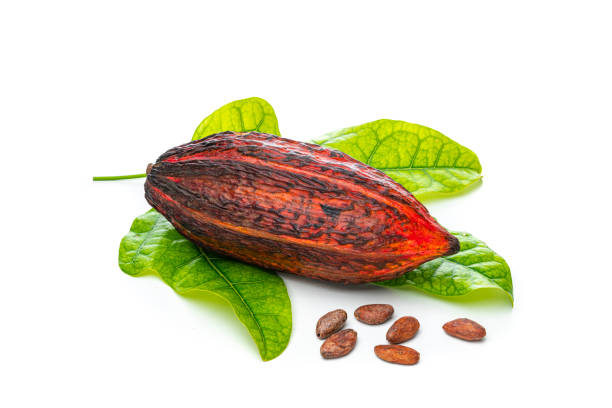 istock Ripe cocoa pod and beans with cocoa leaves isolated on white background 1453314646
