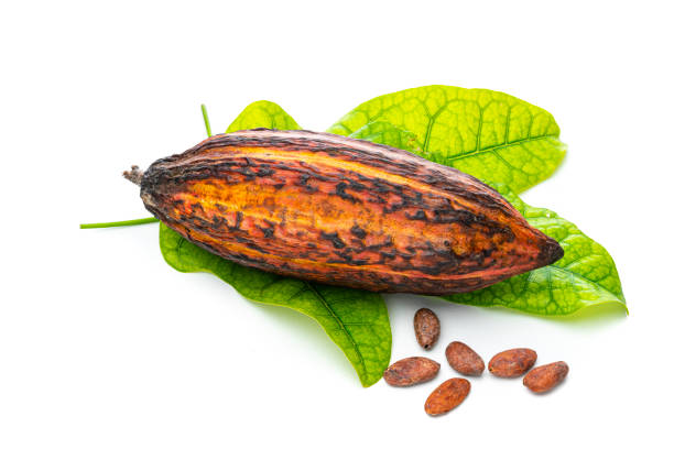 Close up view of an organic cocoa pod, cocoa beans and green cocoa leaves isolated on white background. High resolution 42Mp studio digital capture taken with Sony A7rII and Sony FE 90mm f2.8 macro G OSS lens