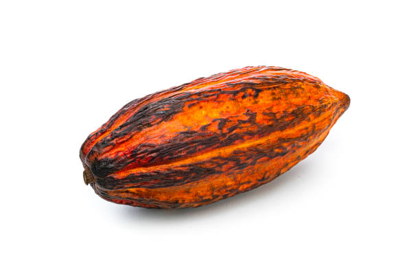 istock Ripe cocoa pod isolated on white background 1453314826