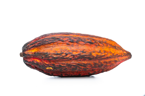 Close up view of an organic cocoa pod isolated on white background. High resolution 42Mp studio digital capture taken with Sony A7rII and Sony FE 90mm f2.8 macro G OSS lens