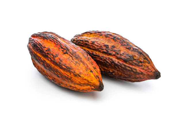istock Two cocoa pods isolated on white background 1453314870