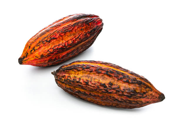 istock Two cocoa pods isolated on white background 1453314871