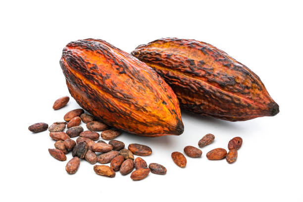Two cocoa pods and beans isolated on white background