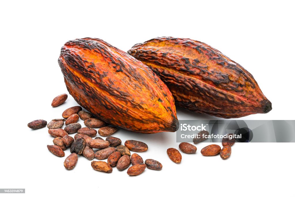 Two cocoa pods and beans isolated on white background Close up view of two organic cocoa pods and cocoa beans isolated on white background. High resolution 42Mp studio digital capture taken with Sony A7rII and Sony FE 90mm f2.8 macro G OSS lens Hot Chocolate Stock Photo