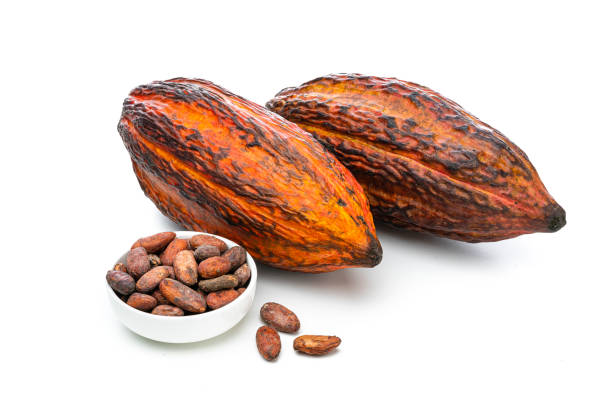 istock Two cocoa pods and beans isolated on white background 1453314880