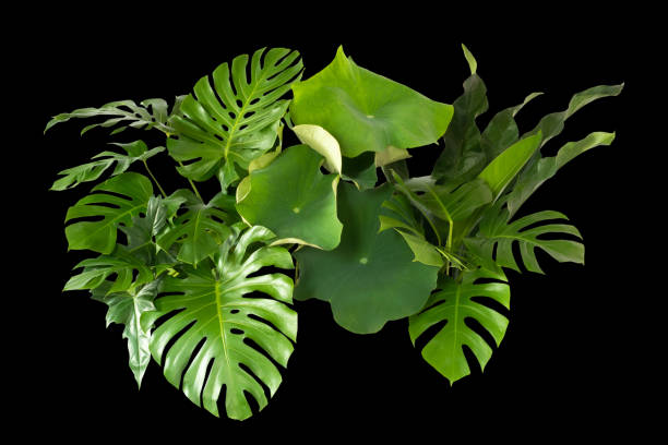 istock group of green leaves on a black background. 1453315059