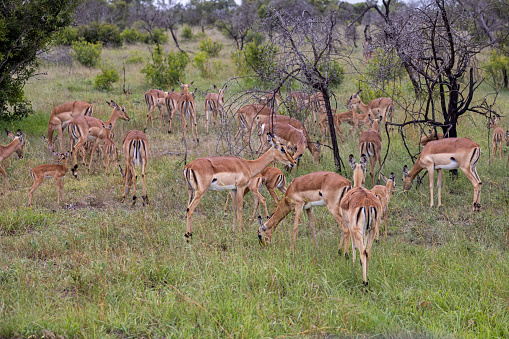 Large group of female impalas with calves in the Kruger National Park in South Africa