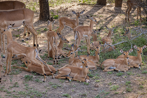 Large group of female impalas with calves in the Kruger National Park in South Africa