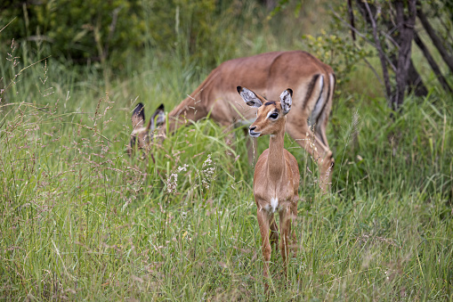 Female impala with a calf in the Kruger National Park in South Africa