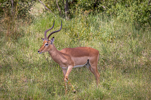 Male Impala out in the open seen from the side  in the Kruger National Park in South Africa