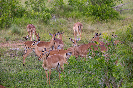 Large group of female impalas with calves in the Kruger National Park in South Africa