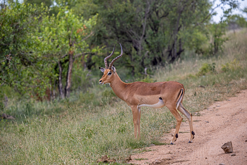 Male Impala out in the open seen from the side  in the Kruger National Park in South Africa