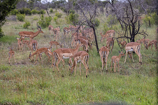 Impala taken in Tarangire national park, Tanzania