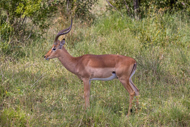 istock Male impala seen from the side 1453315995