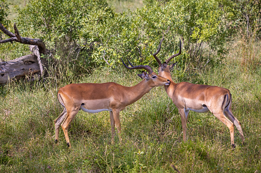 Two male impalas bonding in a bush area in the Kruger National Park in South Africa