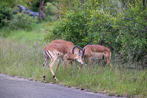 Three male impalas at the road side in the center of the Kruger National Park in South Africa