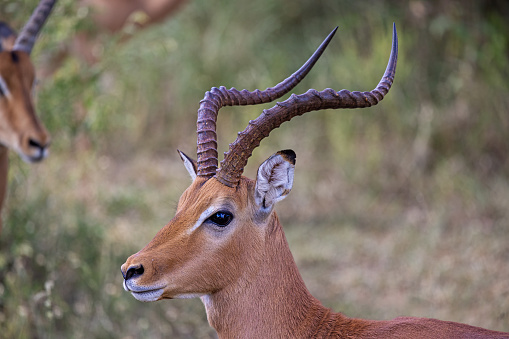 Close up of stuffed male mouflon with big curved horns on white background. Shallow depth of field