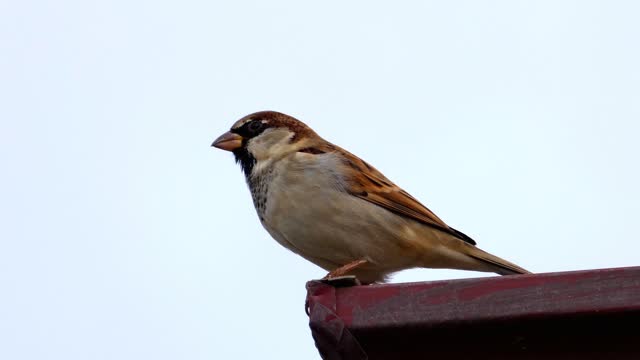 Closeup of sparrow perching on the roof on a white background