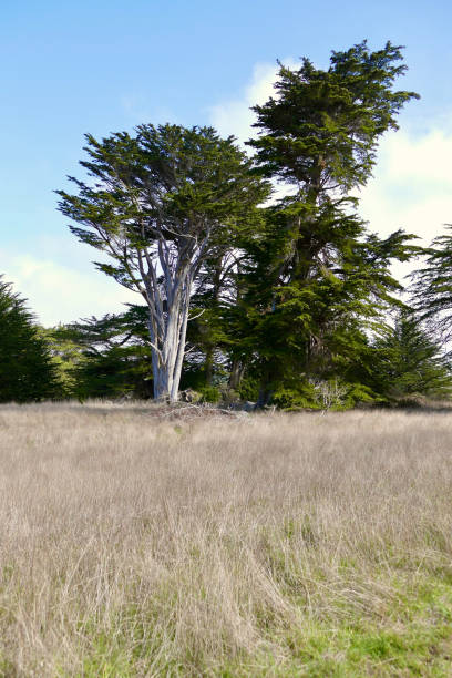 antichi pini cipressi di monterey confinano con il campo erboso secco - pebble beach california foto e immagini stock