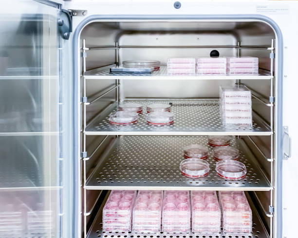 inkubator hodowli komórkowych - bacterium microbiology petri dish biological culture zdjęcia i obrazy z banku zdjęć