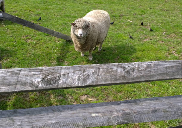 Friendly Sheep stock photo