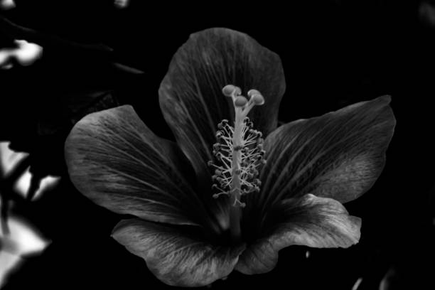 istock flower blossom in black and white 1453323095