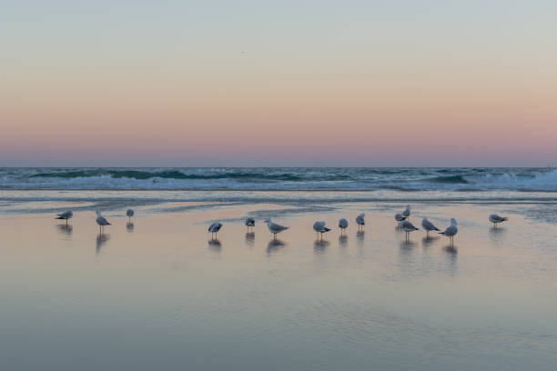 istock Group of seagulls at beautiful sunset horizon 1453323153