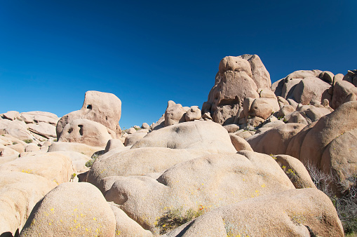 This is a color photograph of a flowering Joshua tree in the Mojave Desert at the national park in California during springtime.