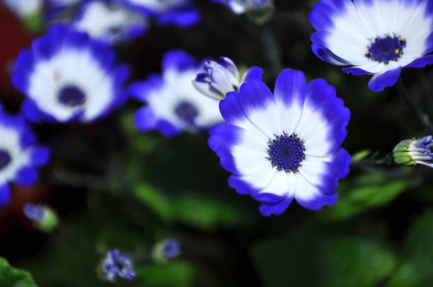 Cineraria flowers blossoming in the park.