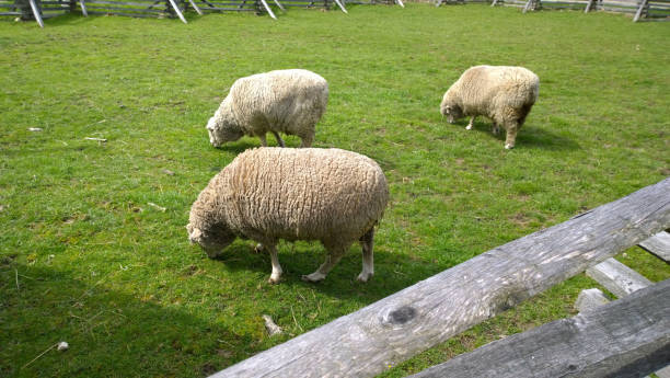 Three Sheep Grazing stock photo
