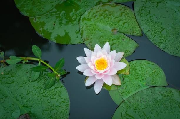 istock Small white water lily flower on the pond 1453325240