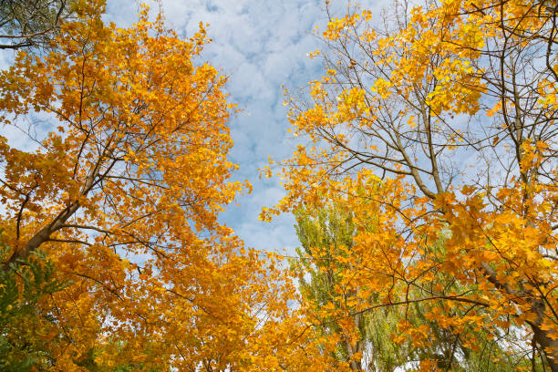 istock Autumn yellow trees in Uman, Ukraine 1453325323