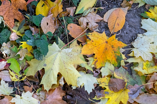 yellow maple leaves in autumn season