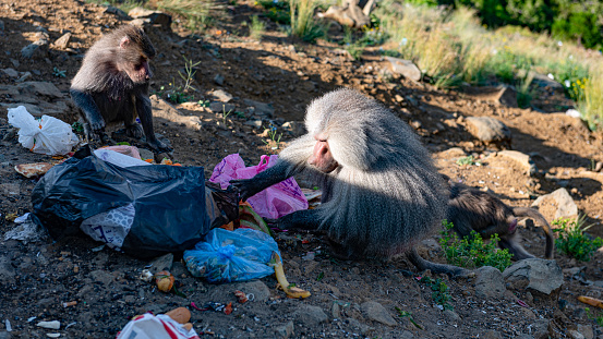 Two baboons are searching through plastic bags of garbage in the Assir region of Saudi Arabia. it is common here to see the animals searching for food in piles of garbage