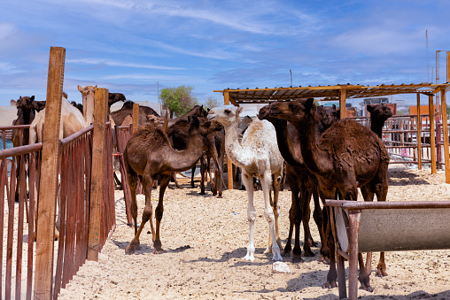 Camels in their pens in a market in Al Hasa in Saudi Arabia eastern region.