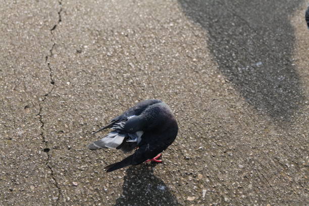 Pigeon standing on the asphalt cleaning its tail